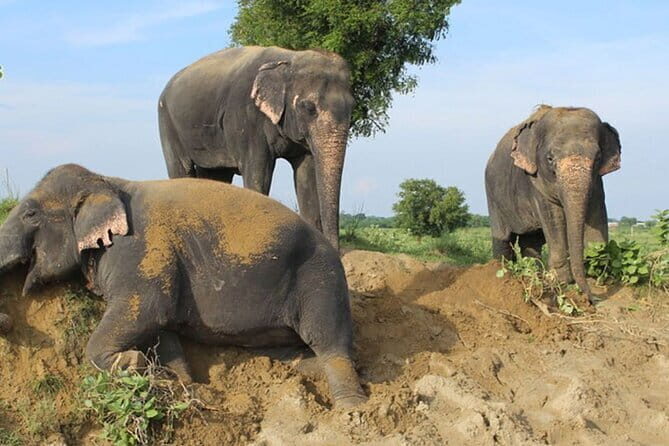 From Delhi: 1-day trip Mathura with Elephant conservation - Why This Tour Is Worth It