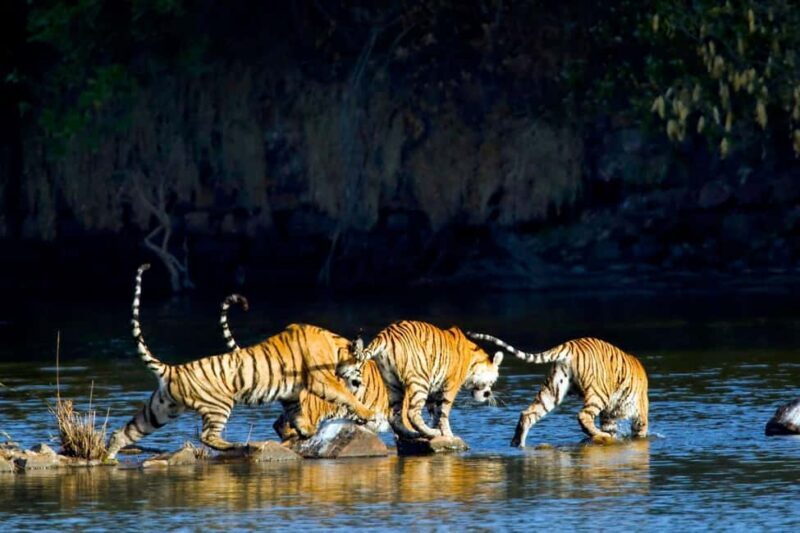 From Delhi: 2 Days 1 Night Ranthambore Tiger Safari Tour - From Delhi: 2 Days 1 Night Ranthambore Tiger Safari Tour