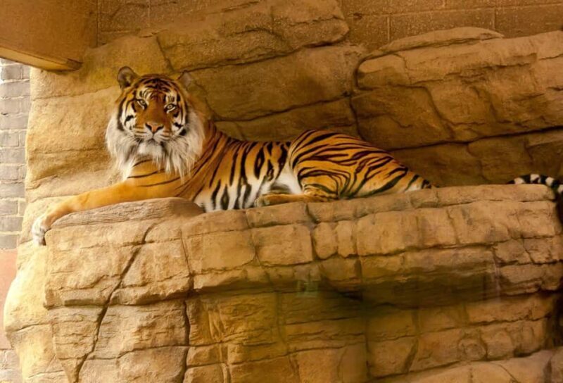 From Delhi: 2 Days 1 Night Ranthambore Tiger Safari Tour - Arrival in Ranthambore: Lodge and Lunch