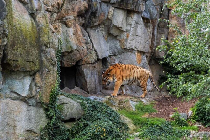 From Delhi: 2 Days 1 Night Ranthambore Tiger Safari Tour - The Safari Experience: First Afternoon and Second Early Morning