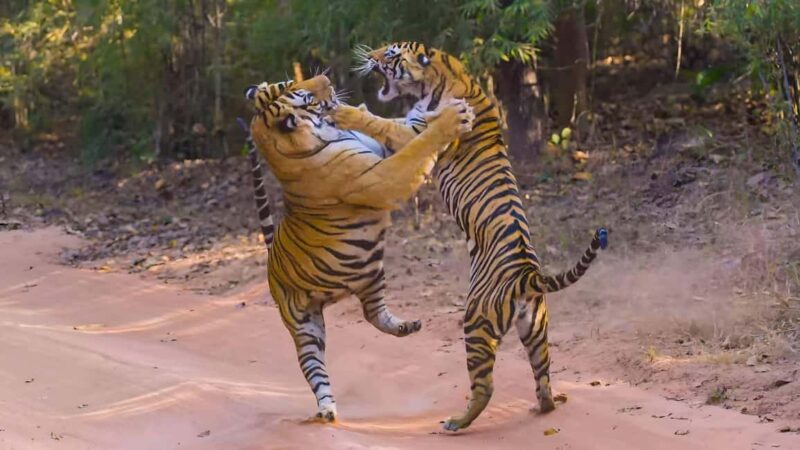 From Delhi: 2 Days 1 Night Ranthambore Tiger Safari Tour - Wildlife and Scenery: What You Might Encounter