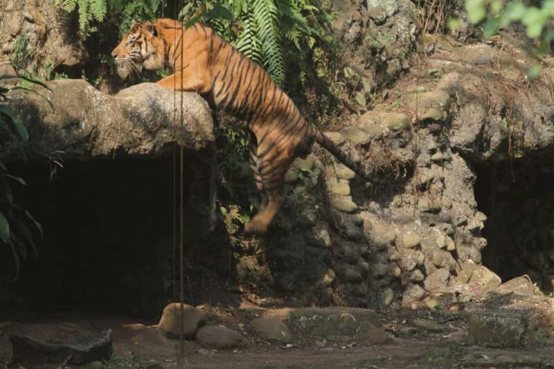 From Delhi: 2 Days 1 Night Ranthambore Tiger Safari Tour - Authentic Food and Comfortable Accommodation