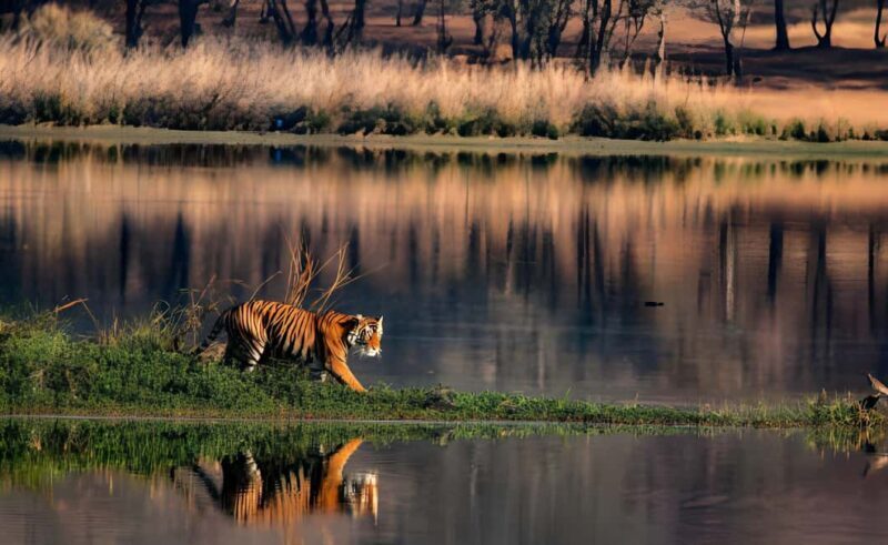 From Delhi: 2 Days 1 Night Ranthambore Tiger Safari Tour - Returning to Delhi: The Journey Back