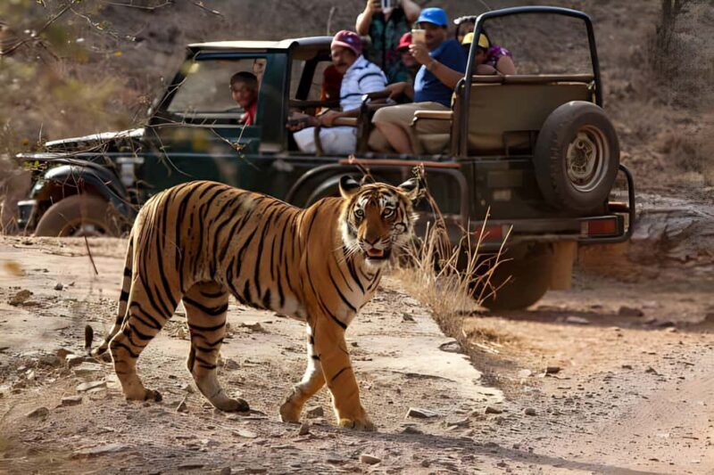 From Delhi: 2 Days 1 Night Ranthambore Tiger Safari Tour - Final Thoughts: Is It Worth It?