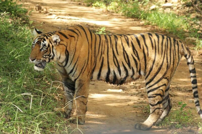 From Delhi: 3-Day Ranthambore Tiger Safari Tour - The Itinerary in Detail