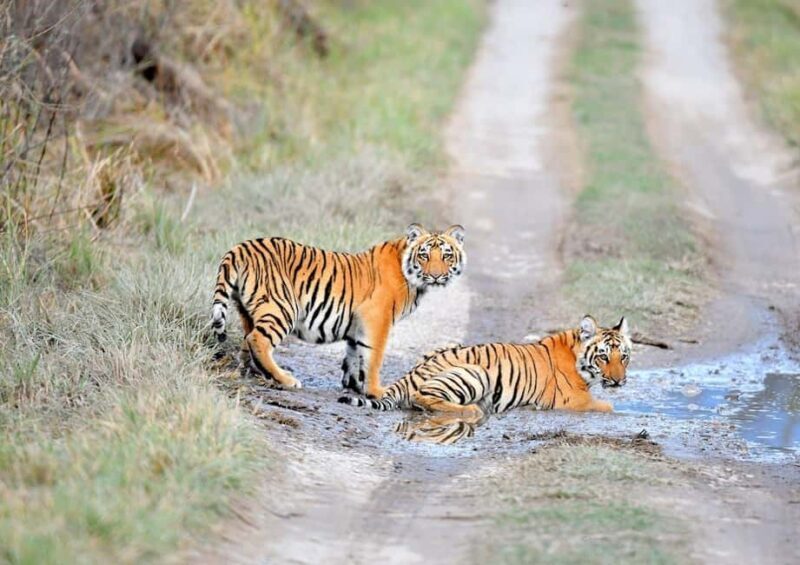 From Delhi: 3-Day Ranthambore Tiger Safari Tour - What Real Travelers Say