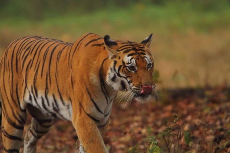 From Delhi: 3-Day Ranthambore Tiger Safari Tour - Who Will Love This Tour?