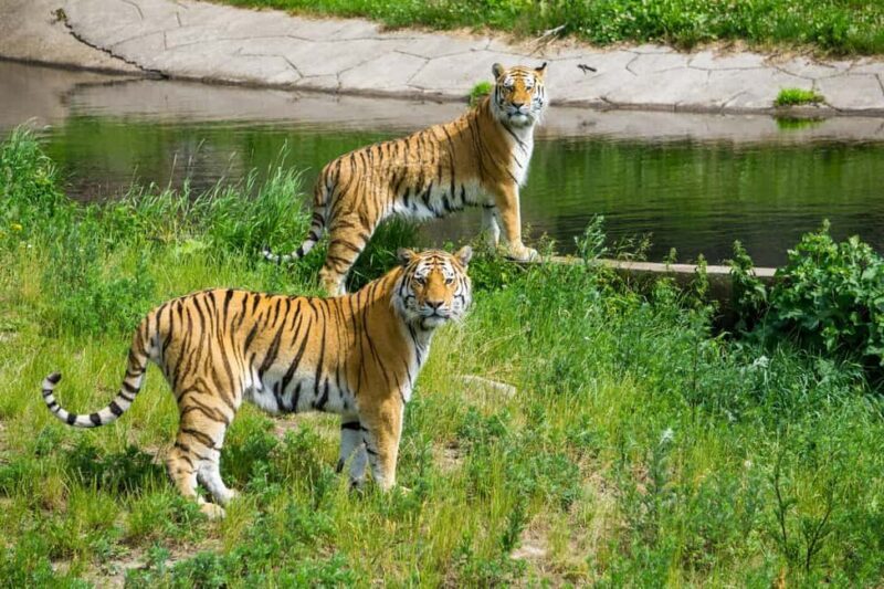 From Delhi: 3-Day Ranthambore Tiger Safari Tours India - An in-depth look at this Ranthambore safari experience