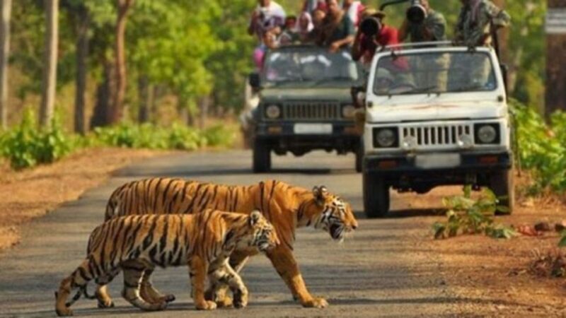 From Delhi: 3-Day Wildlife Trip to Jim Corbett National Park - What Makes This Tour Stand Out?