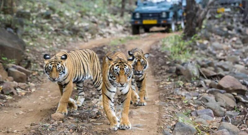 From Delhi 3 Days Tour of Ranthambore Tiger safari - From Delhi 3 Days Tour of Ranthambore Tiger Safari