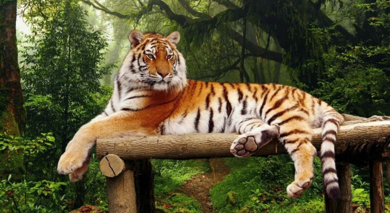 From Delhi 3 Days Tour of Ranthambore Tiger safari - Key Points