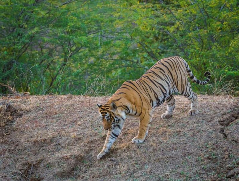 From Delhi: 3 Days Tour of Ranthambore Tiger safari - An Honest, Detailed Look at the Tour