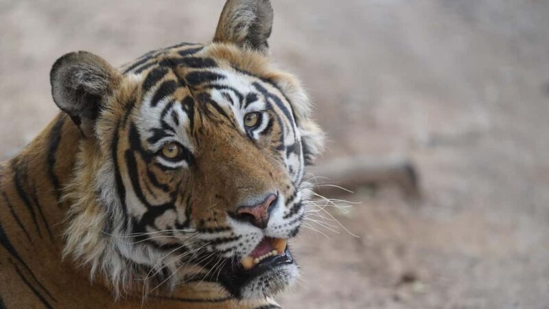 From Delhi: 3 Days Tour of Ranthambore Tiger safari - Final Thoughts