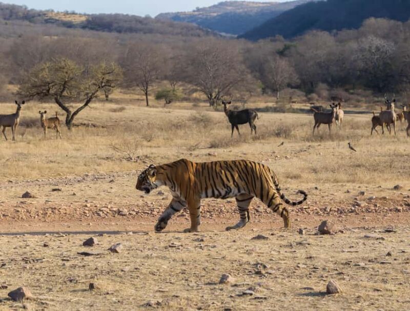 From Delhi: 3 Days Tour of Ranthambore Tiger safari - FAQ
