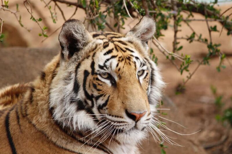 From Delhi: 4-Day Golden Triangle & Ranthambore Guided Tour - Practical Considerations and Value