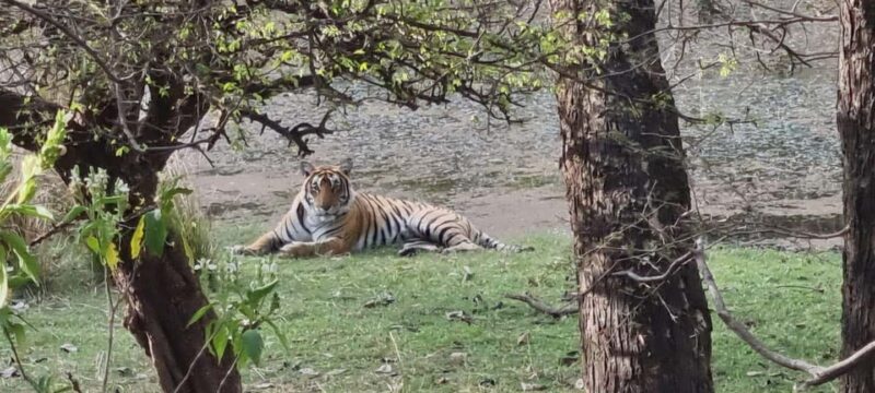 From Delhi: 4-Day Golden Triangle & Ranthambore Guided Tour - Who Should Consider This Tour?