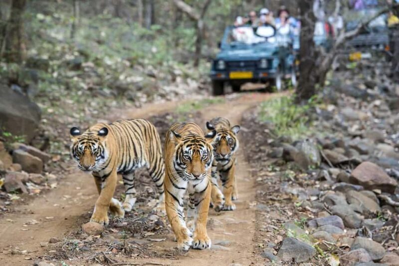 From Delhi: 4-Day Golden Triangle & Ranthambore Tiger Safari - FAQ