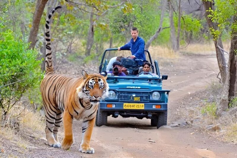 From Delhi: 4-Day Golden Triangle & Ranthambore Tiger Safari - Jaipur: The Pink Citys Royalty