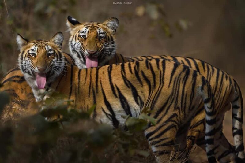 From Delhi: 4-Day Golden Triangle & Ranthambore Tiger Safari - Key Points
