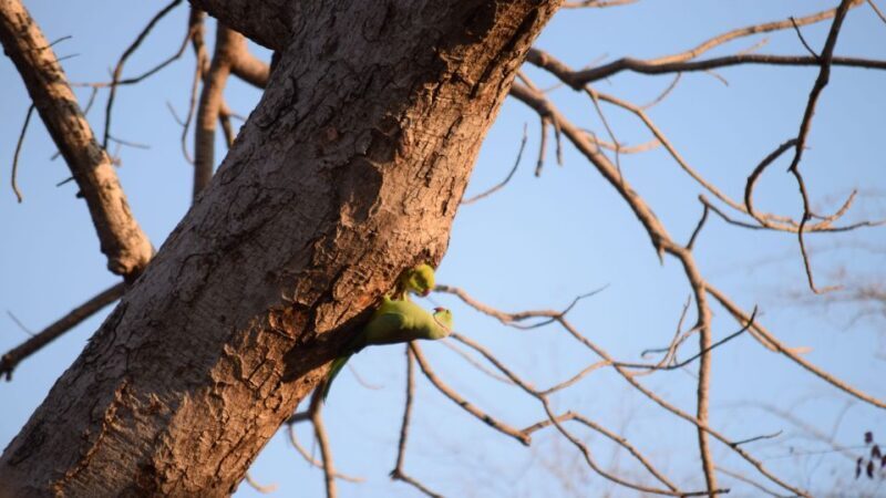 From Delhi: 4-Day Golden Triangle & Ranthambore Tiger Safari - A Deep Dive into the Golden Triangle & Ranthambore Safari