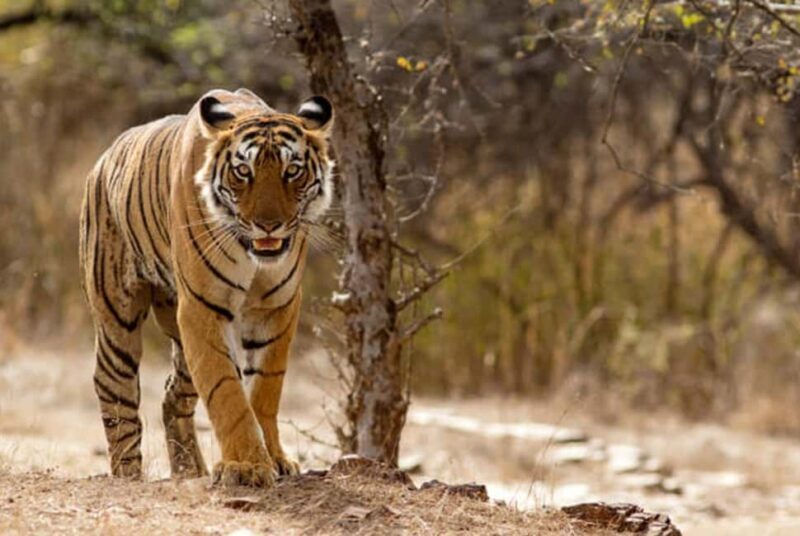 From Delhi: 4-Day Golden Triangle Tour & Ranthambore Safari - What This Tour Means for You