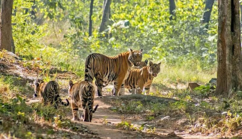 From Delhi: 4-Day Golden Triangle Tour with Ranthambore - From Delhi: 4-Day Golden Triangle Tour with Ranthambore