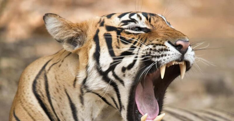 From Delhi: 4 Days Guided Tour to Agra, Ranthambore & Jaipur - A Deep Dive into the Itinerary