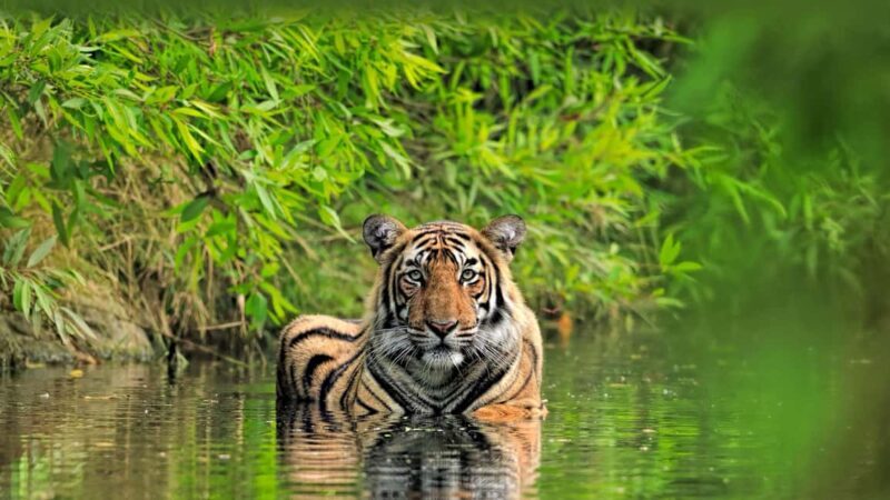 From Delhi: 5-Day Golden Triangle and Tiger Safari Tour - Exploring the Itinerary in Detail
