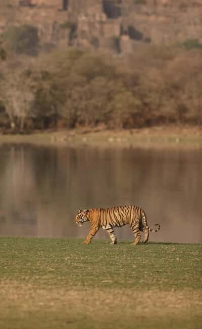 From Delhi: 5-Day Golden Triangle and Tiger Safari Tour - The Sum Up