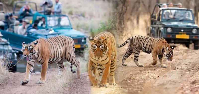 From Delhi: 5-Day Golden Triangle & Ranthambore Tiger Safari - An In-Depth Look at the 5-Day Tour