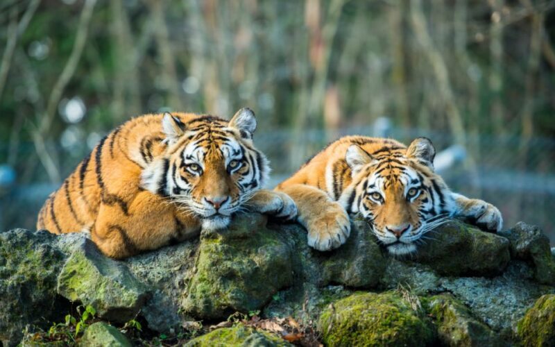 From Delhi: 5-Day Golden Triangle & Ranthambore Tiger Safari - Who Should Consider This Tour?