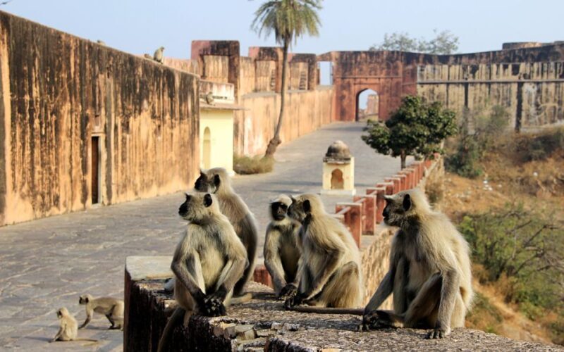 From Delhi: 5-Day Golden Triangle & Ranthambore Tiger Safari - The Sum Up