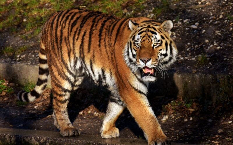 From Delhi: 5-Day Golden Triangle & Ranthambore Tiger Safari - FAQ