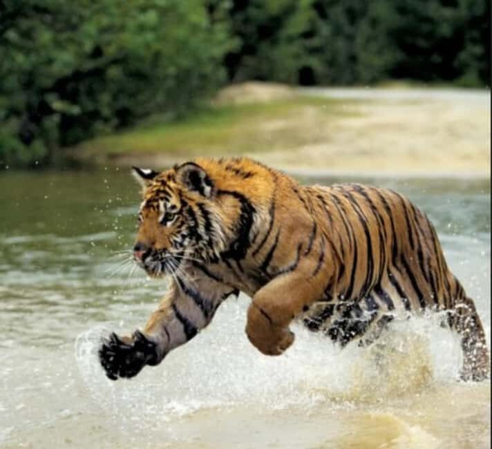 From Delhi: 5-Day Golden Triangle Tour with Ranthambore - Discovering India in 5 Days: The Full Breakdown