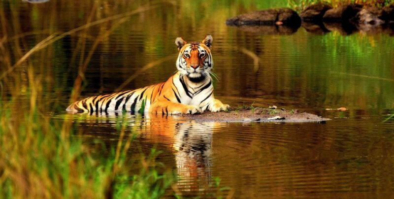 From Delhi: 5-Day Tiger Safari & Golden Triangle Tour - Value and Practical Tips