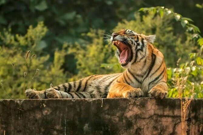 From Delhi : 6 Days Delhi, Jaipur, Agra & Ranthambore By Car - An In-Depth Look at the 6-Day Tour Experience