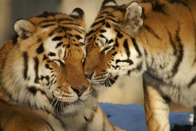 From Delhi: 8 Day Tiger Safari and Golden Triangle Tour - Who Is This Tour Best Suited For?