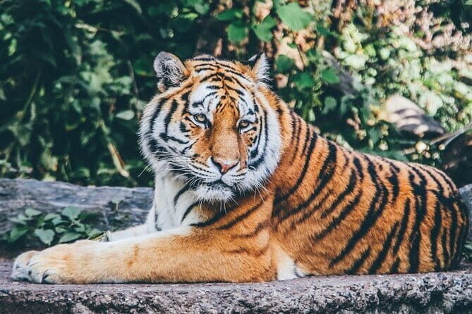 From Delhi: All-Inclusive Taj Mahal Sunrise & Agra Fort Private - Final Thoughts