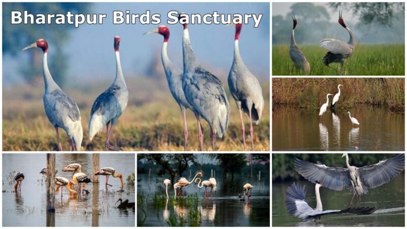 From Delhi: Bharatpur Bird Sanctuary Day Tour - Authentic Experiences and Traveler Feedback