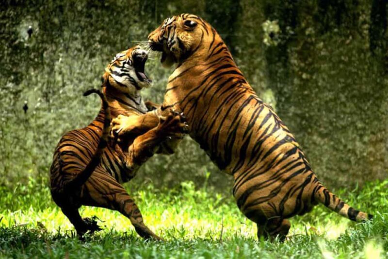 From Delhi: Delhi Ranthambore 3 Days private Tour - Detailed Review of the Delhi to Ranthambore 3-Day Tour