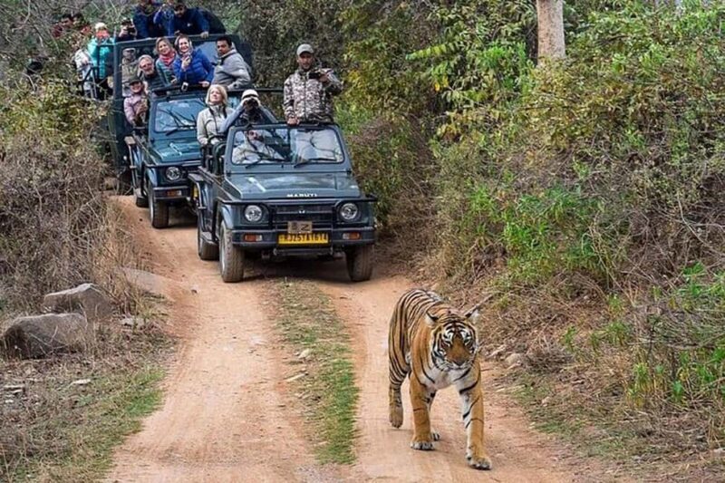 From Delhi: Delhi Ranthambore 3 Days private Tour - Final Thoughts