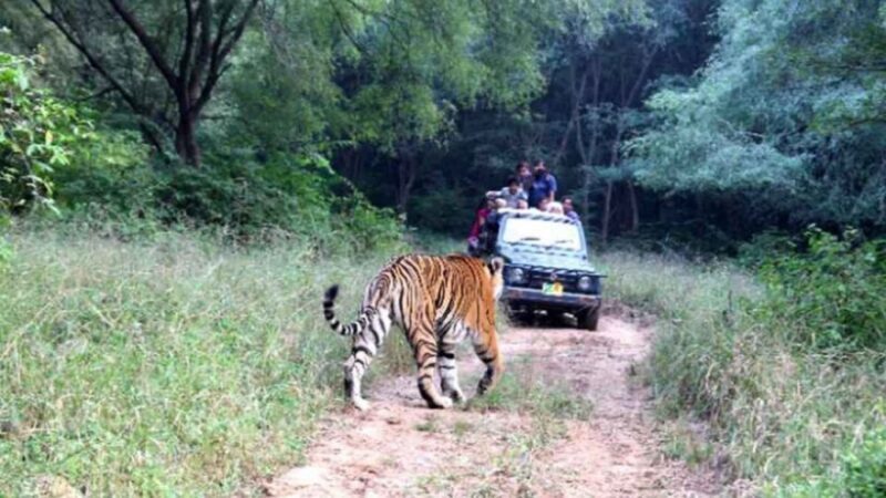 From Delhi: Delhi Ranthambore 3 Days Tour - FAQ