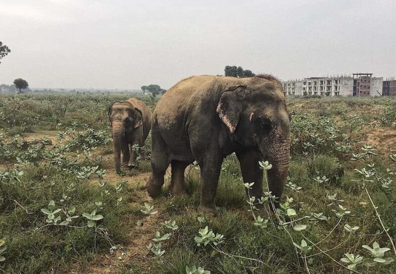 From Delhi : Elephant Conservation and Care Centre -Wildlife - Who should consider this tour?