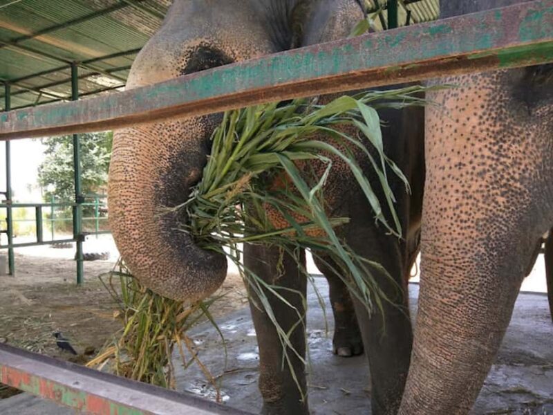 From Delhi : Elephant Conservation and Care Centre -Wildlife - The Sum Up