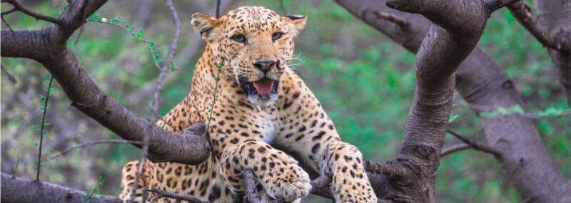 From Delhi: Full-Day Jaipur Tour with Jhalana Safari - Who Should Consider This Tour?