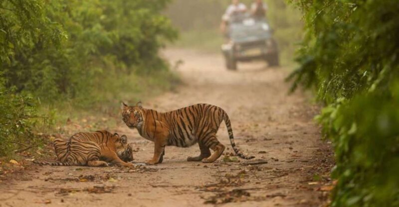 From Delhi: Golden Triangle & Ranthambore Tiger Safari 4 Day - Transportation and accommodation notes