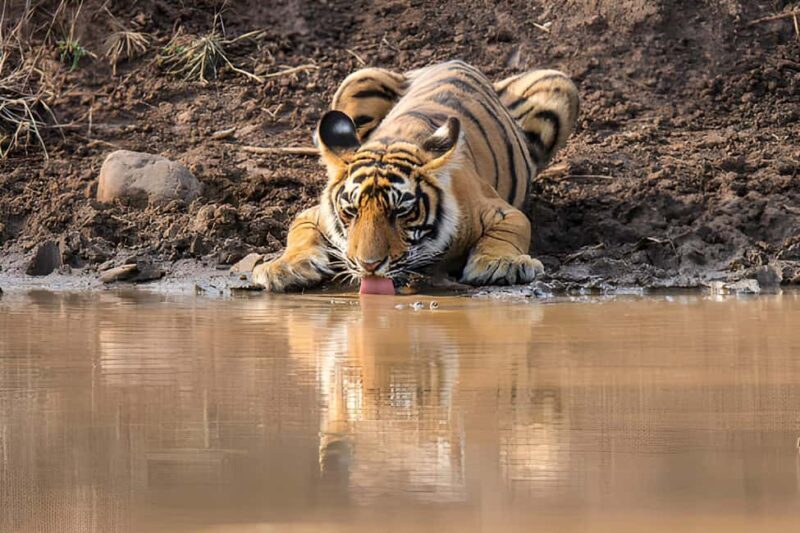 From Delhi: Golden Triangle & Ranthambore Tiger Safari 4 Day - Frequently Asked Questions
