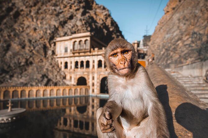 From Delhi: Jaipur city Tour with Monkey Temple by Car - Key Points