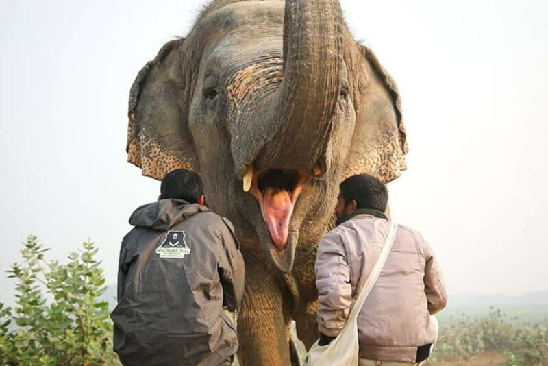 From Delhi/Jaipur: Taj Mahal & Elephant SOS Tour with Lunch - 4 Paragraphed The Sum Up