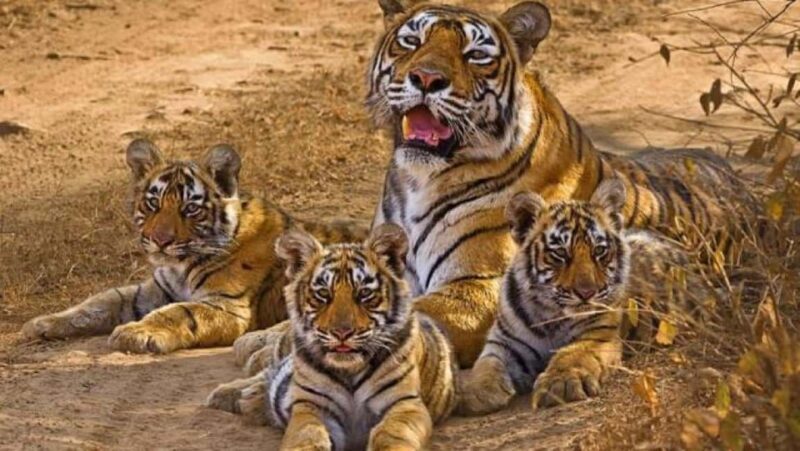 From Delhi: Khajuraho Kamasutra Temples & Panna Safari Tour - Deep Dive: Why You’ll Love the Experience